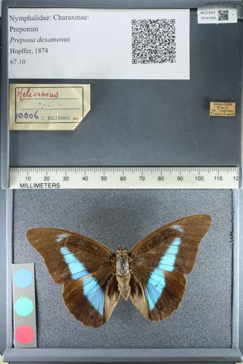 Media type: image;   Entomology 161286